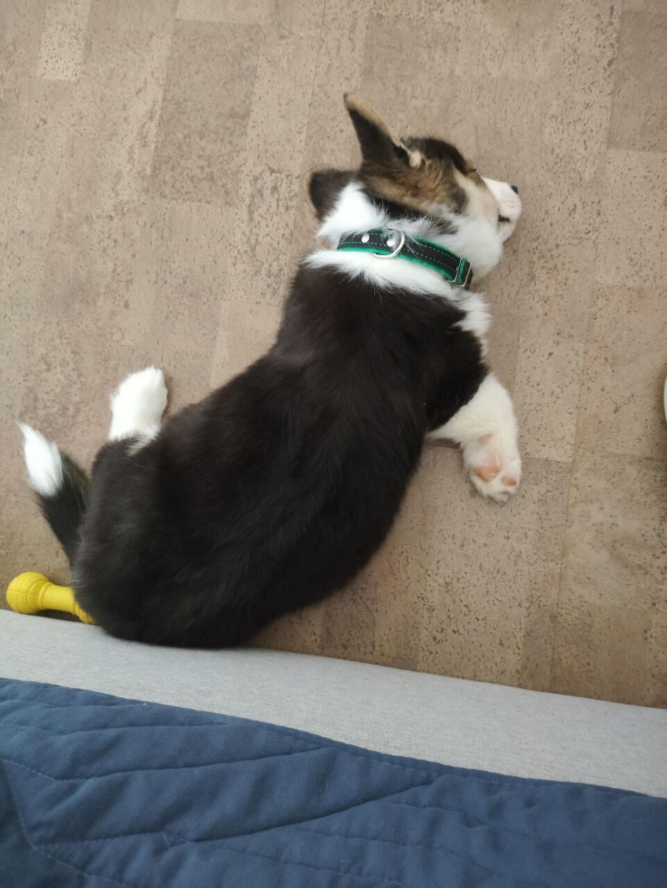 Щенок спит на полу рядом с кроватью