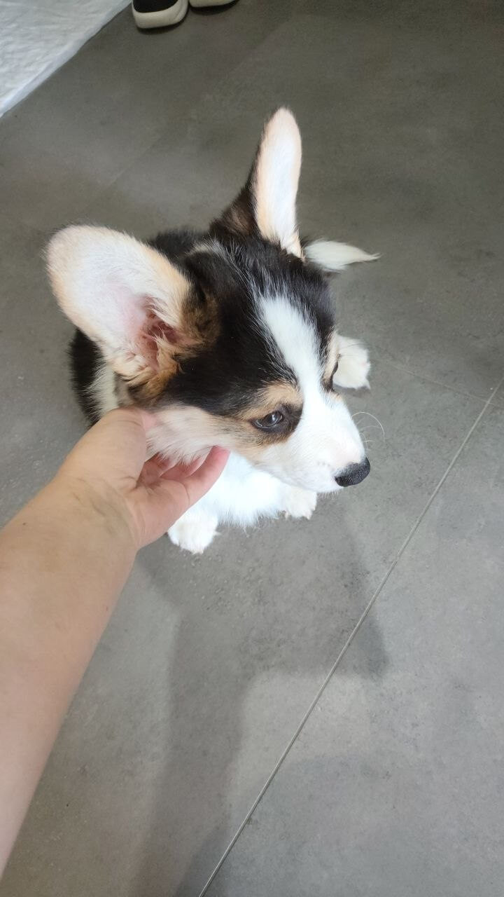 Щенка почесывают за ухом