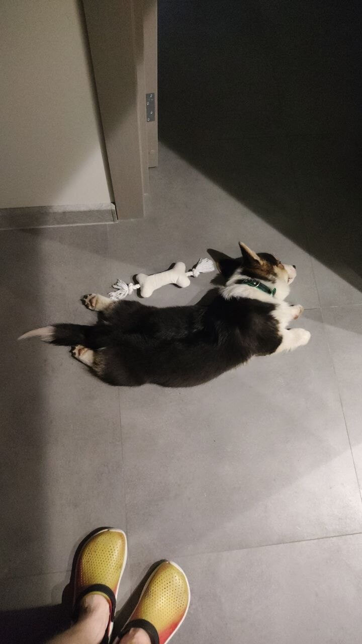 Щенок спит на животе раскинув лапы вперед и назад