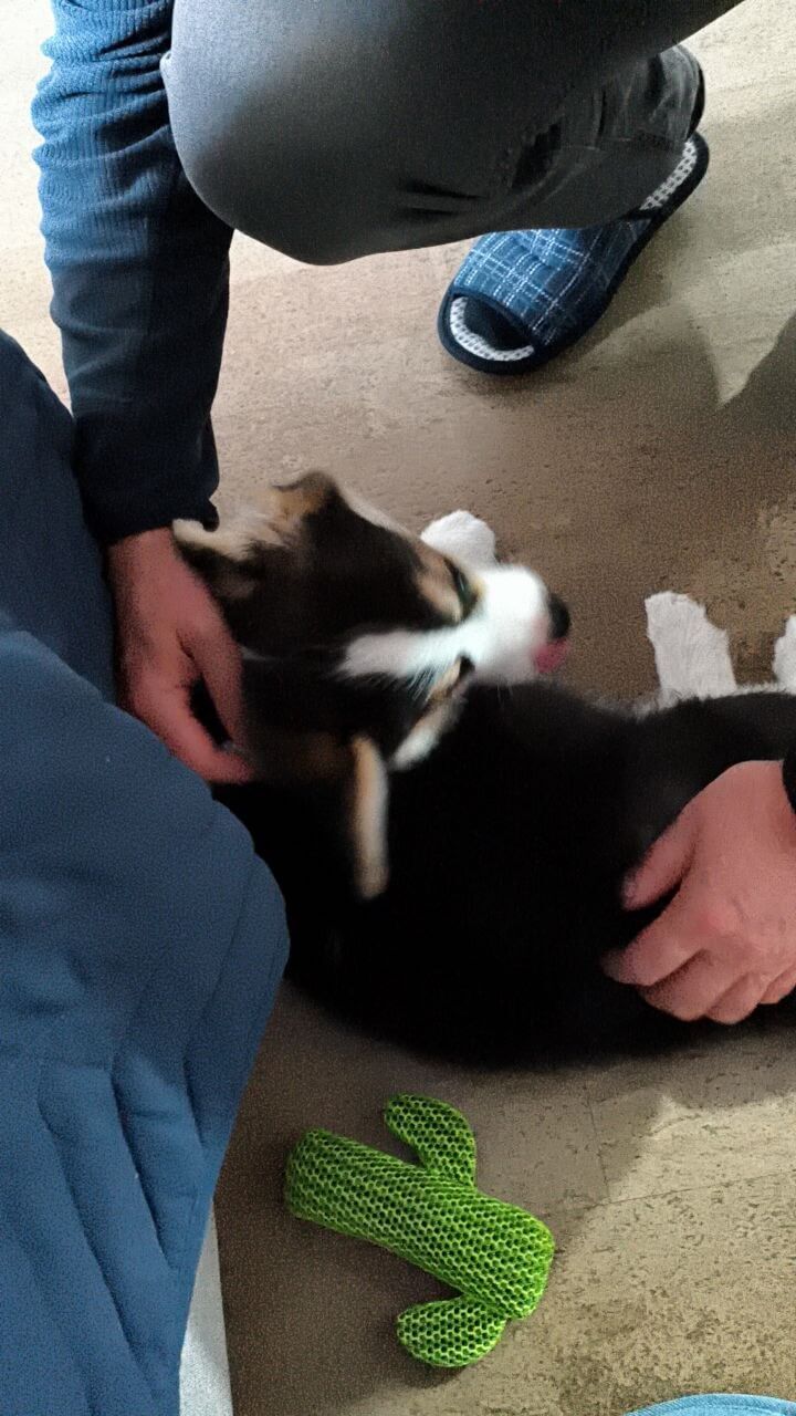 Щенок лежит на полу и его гладят по голове