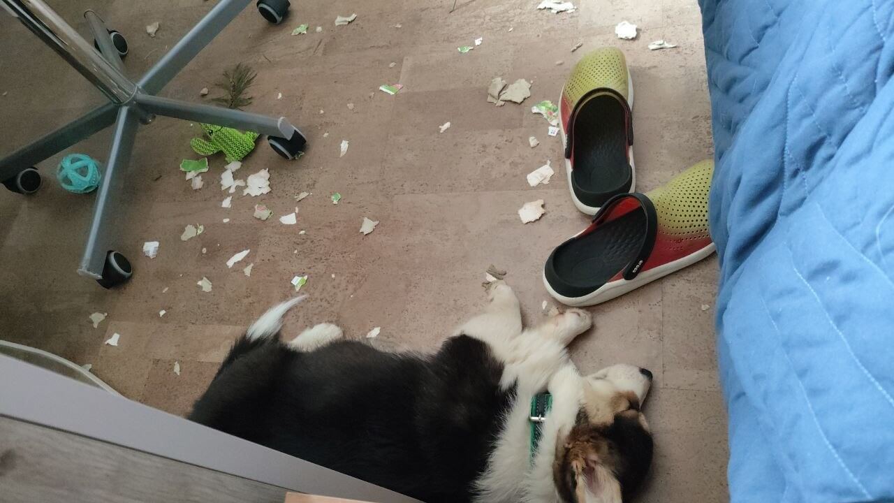 Щенок лежит на полу рядом с кусочками бумаги которую он грыз