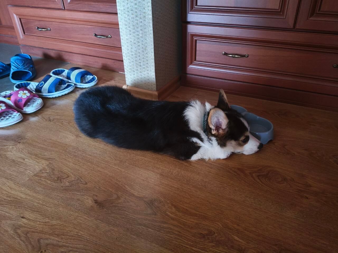 Щенок лежит у пустой миски