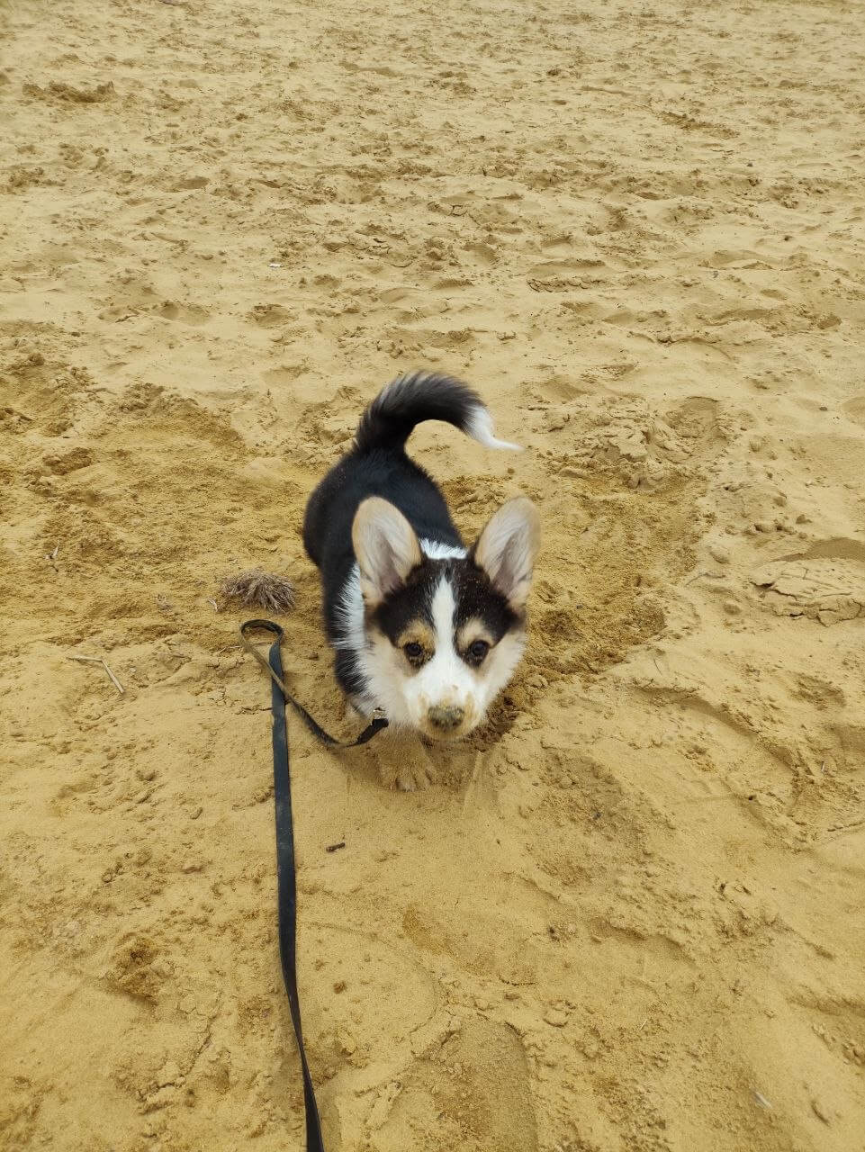 Щенок сидит на песке у воды