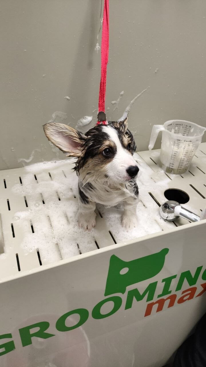 Щенок у грумера перед стрижкой, но уже после душа